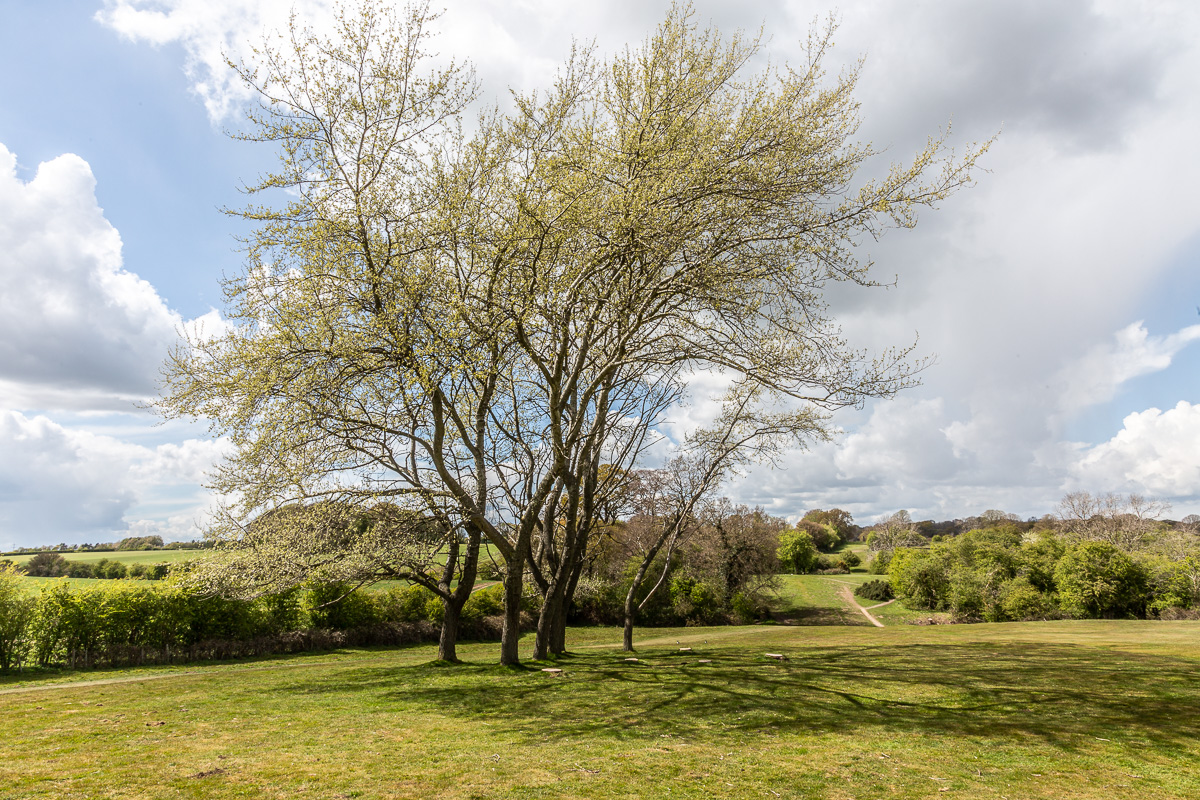 Spring returns for the remaining trees